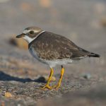 Little Compton Wildlife