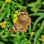 Butterfly_2