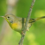 COYE_West_Is_091715