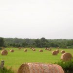 Field_2