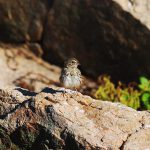 Sparrow