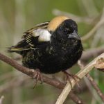 bobolink ab