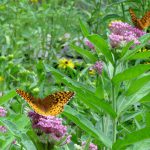 butterflies 1