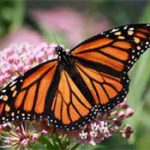 butterfly 2