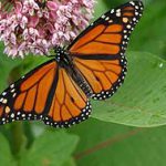 butterfly on milkweed