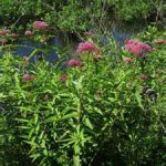 milkweed