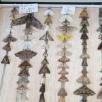 moths