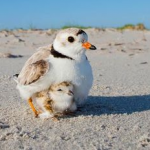 pipin plover image