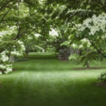 polly hill arboretum
