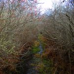 Duffield_trail_winter_12.1.09