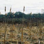 Sheldon_marsh_with_cattail