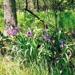 Shrewsbury_iris