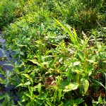 Taylor_field_wetland