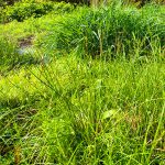 Taylor_field_wetland_veg2