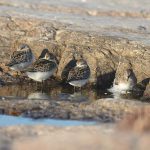 3-Semipalmated Sandpiper and Least Sandpiper_sleep_West_091011