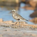 Black Bellied PLover _West_091111_1