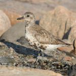Black Bellied Plover_West_091111_2