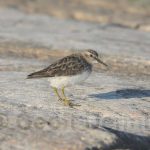 Least Sand piper_West_091011_1