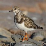 Ruddy Turnstones_West_091111_2