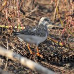 Ruddy Turnstones_West_091111_6