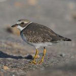Semipalmated PloverL_West_091011_2