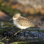 Semipalmated Sandpiper_West_091011_1