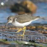 Spotted Sandpiper_West_091011_2