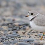 Whitefish Point Piping Plover