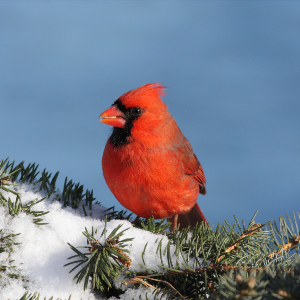 SPA Winter Cardinal