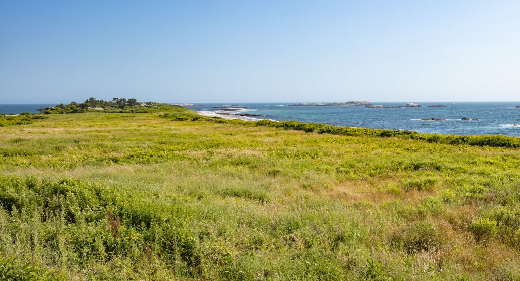 The lower 2/3 of the image is a sweeping green meadow. The top 1/3 is occupied by clear blue sky and a peek of the ocean.