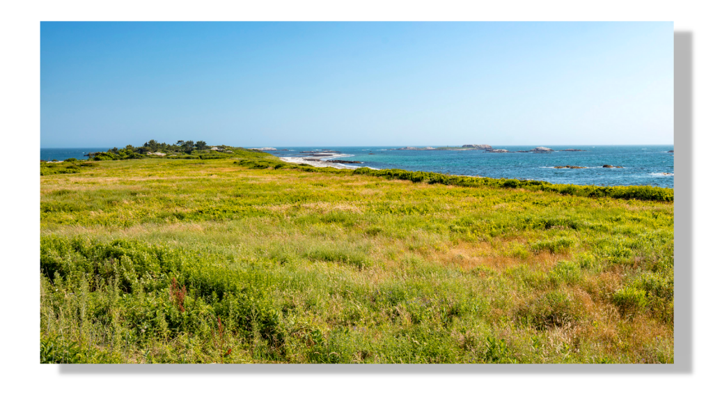 An image of the meadow overlooking Lloyd's Beach. About 2/3 of the bottom of the image is meadow. The upper third shows a peek at the ocean and a clear blue sky.