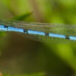 Dragonfly Header 2