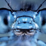 microcosmos